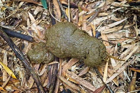 Find the <strong>Gorilla</strong> Glue <strong>strain</strong> almost anywhere you can legally buy. . Gorilla poop strain